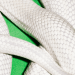 Portada de Private Music de Deftones